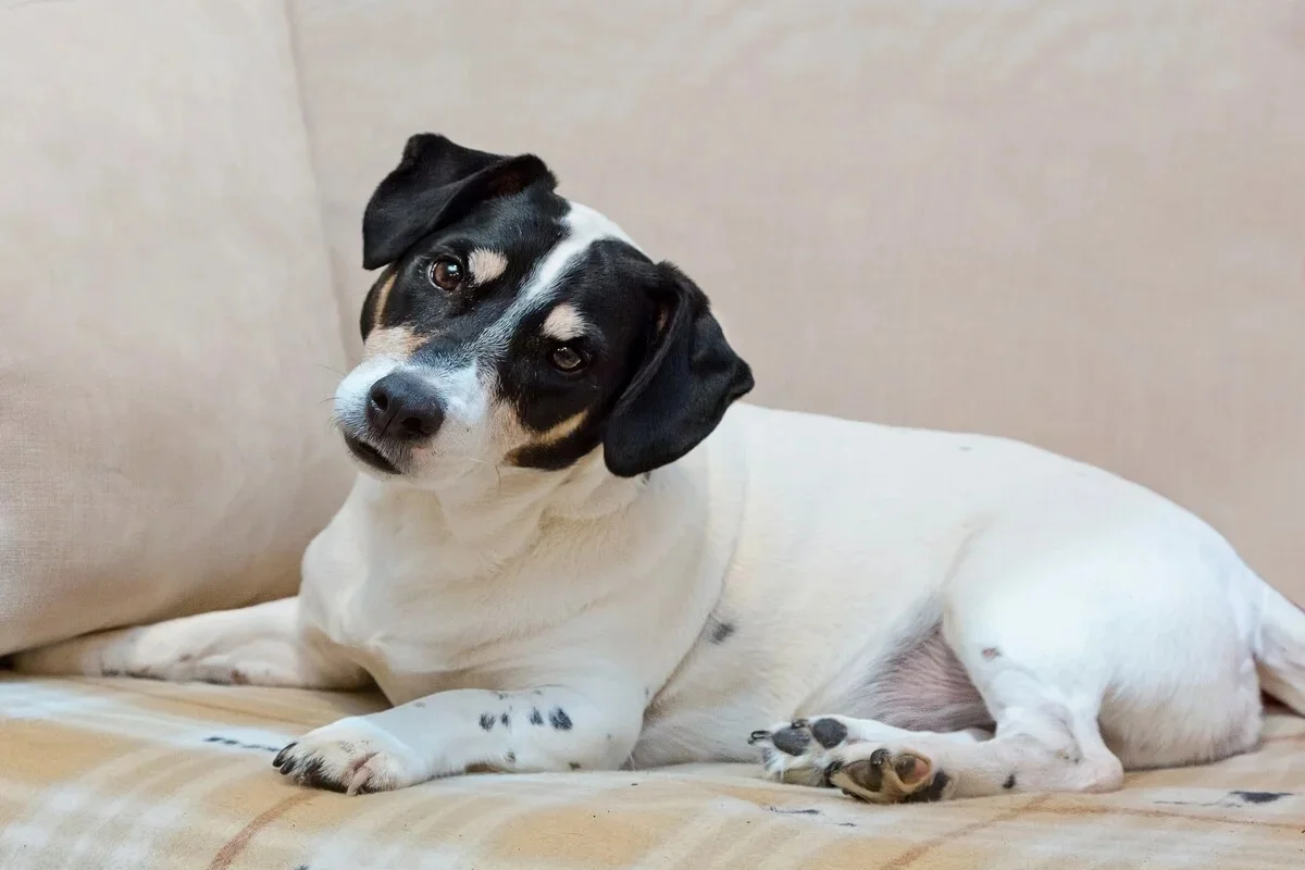 Negligência diária ameaça a saúde dos pets